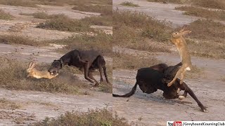 Greyhound hunting rabbit  hunting with dogs  dog hunting hare [upl. by Lac]