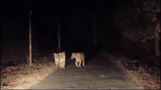 Encounter with Three Tigers on Tadoba Road Unbelievable Wildlife Moment [upl. by Lehctim]