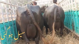 sale out beautiful buffaloes Gujjar tv arifwala Pure nili4 November 2024 [upl. by Rossie]