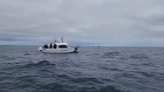 Halibut Fishing Newport Oregon 526 272024 [upl. by Akitan]