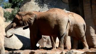 Elefante africano Loxodonta africana en BIOPARC Valencia [upl. by Geithner]