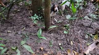 Agouti Hunt In Trinidad Where Dogs Catch The Agouti And Ate it [upl. by Nnaeirb15]