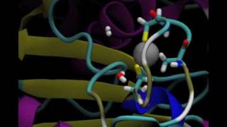 Molecular dynamics of a protein with cysteine coordinated Zn [upl. by Artemisa]