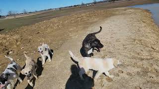 1292024 Anatolian Shepherd puppies [upl. by Saleme101]