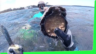 Massive Abalone Oyster amp Mussel Feast  Tasmania Seafood EP465 [upl. by Market]