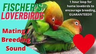 Fischers love birds parrot mating breeding call sound 1 hour video to encourage mating in home bird [upl. by Tonjes]