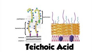 Teichoic Acid  grampositive bacteria  microbiology [upl. by Notnef905]