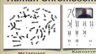 Chapter 14 Part 2  Karyotypes [upl. by Inava]