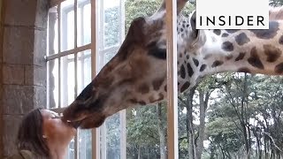 Visit Kenyas Giraffe Manor [upl. by Rus911]