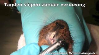 Cavia tanden slijpen zonder verdoving [upl. by Sinnylg631]