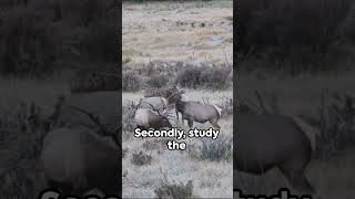 Elk Hunting The Muzzleloader Experience elk deer deerhunting fishing hunting [upl. by Thibaut]