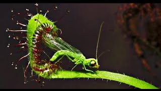 Top 10 Carnivore Plants That Eat Animals  Carnivorous plants  Meateating plants  Techbye World [upl. by Alac776]