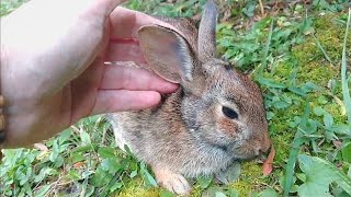 Cute Baby Rabbits PlayingFeeding Activities  Bunny Rabbit Baby Rabbits [upl. by Kora]