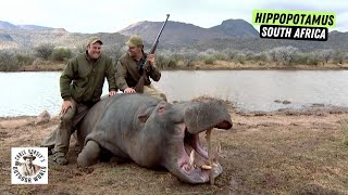 Hunter Takes a Massive Hippopotamus Causing Problems [upl. by Truda]