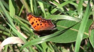 Eastern Comma Butterfly Nymphalidae Polygonia comma Sunning [upl. by Neelcaj]