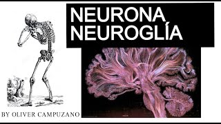 NEURONA Y NEUROGLÍA by Oliver [upl. by Adriano177]