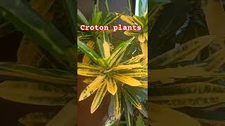 Crotin plantsvideo motivation shortvideo ❤ [upl. by Bilak392]