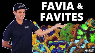 Top Shelf Aquatics Coral Care Series  Favia and Favites [upl. by Kessel]