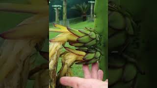 Did you pollinate your dragon fruit successfully [upl. by Moia]