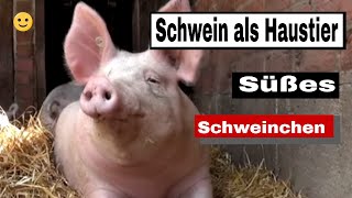 Schwein als Haustier  Süßes Schweinchen [upl. by Liam312]