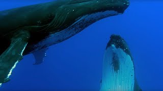 Two Beautiful Humpback Whales Dance  Animal Attraction  BBC Earth [upl. by Inej]