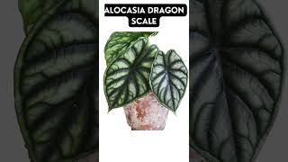 The 10 Best Alocasia Varieties for Indoors [upl. by Yremrej]