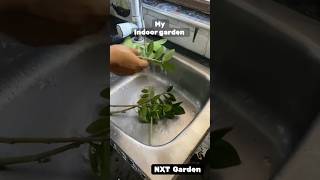 My indoor garden day 3 🪴 gardening paviloj indoorplants paviloj [upl. by Uphemia]