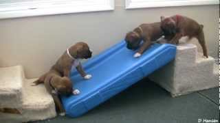 Cute 4 Week Old Boxer Puppies Playing [upl. by Sinnaoi]