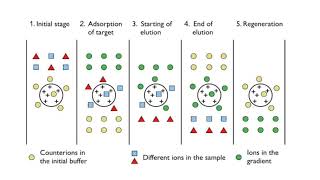 Ion Exchange Chromatography by Dr A R Balap Y Kulkarni S Lashkare O Lokhande [upl. by Zaccaria]