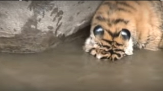 Tiger cubs learn to hunt in water at Tiger Canyons [upl. by Carolyn]