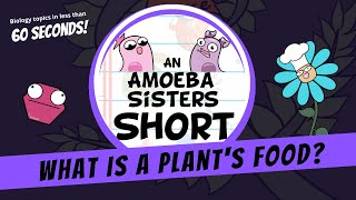 What is a Plants Food  Amoeba Sisters Shorts [upl. by Aidnahs252]