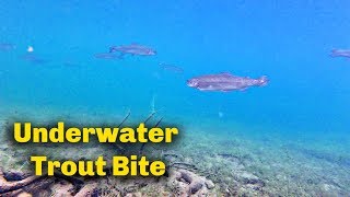 How to use Trout bait  UNDERWATER FOOTAGE [upl. by Nilre]