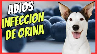 🔴 ARANDANOS EL MEJOR REMEDIO CASERO PARA LA INFECCIÓN DE ORINA EN PERROS Y CISTITIS 🔴 [upl. by Bastien517]