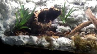 Paludarium 4th Update [upl. by Morville]