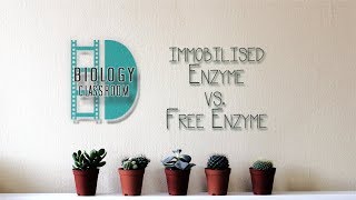 ALevel Biology  Experiment Immobilised enzyme vs free enzyme [upl. by Eimarej340]