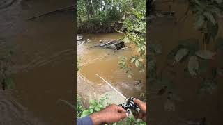 rning River Fishing Catching Big Fish in a Small Stream Adventure [upl. by Nadoj]