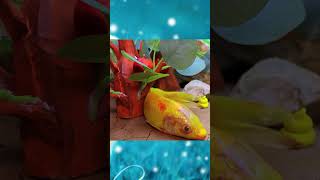 Fish Koi Giant amp Crab🐠🐍🦀 shorts trendingshorts funny shortvideo mukbang trendingtiktok [upl. by Hembree]