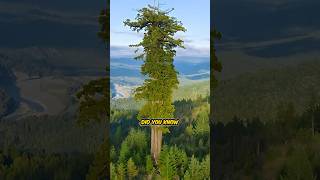 This is the tallest tree in the world 😱 shorts [upl. by Haniraz]