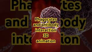 Phagocytes and antibody interaction  3D animation [upl. by Mckale82]