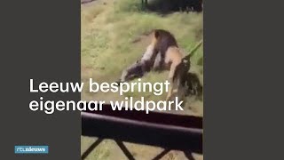 Leeuw valt opeens eigenaar dierenpark aan  RTL NIEUWS [upl. by Schwenk126]