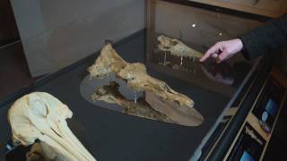 Richard Dawkins Show me the intermediate fossils  Nebraska Vignettes 1 [upl. by Gizela]