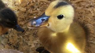 Wow Watch It  Im Feeding Our Cute Ducklings [upl. by Culver]