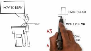 Basic sciences  flexor pulleys  fingers [upl. by Esli943]