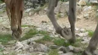 Chevaux pieds nus biomecanique locomotion équine parage naturel barefoot [upl. by Arbed]