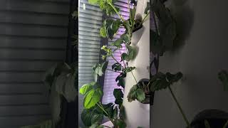 How to Grow Strawberries in Hydroponic Tower System？ [upl. by Oilalue903]