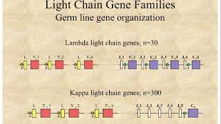 9  Immunogenetics 1 [upl. by Laith551]