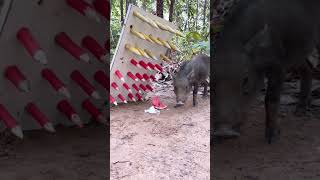 amazing Easy to trap wild boar boar animals wildanimal viral wildboar pigamazing [upl. by Aible]