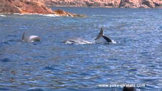 Nage avec les Dauphins Girolata Corse [upl. by Blumenthal]