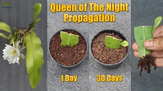 Queen of the night or epiphyllum oxypetalum propagation from cuttings with update [upl. by Dlareme]