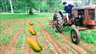 Custom Cultivating Sweet Corn [upl. by Rudich805]